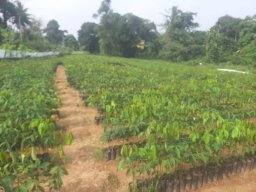 Mirigama Nursery